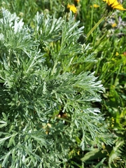 Artemisia absinthium