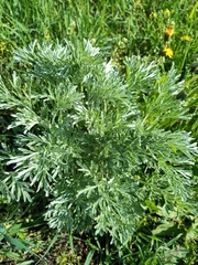 Artemisia absinthium