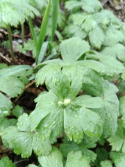 Anemonastrum baicalense