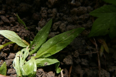 Podosphaera epilobii