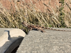 Agama aculeata aculeata