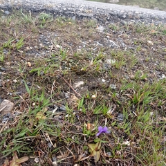 Pinguicula grandiflora