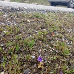 Pinguicula grandiflora