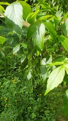 Acer negundo negundo