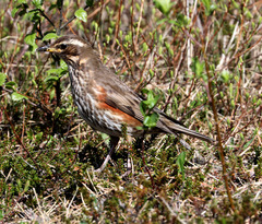 Turdus iliacus coburni