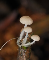 Roridomyces austrororidus