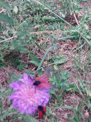 Zygaena purpuralis