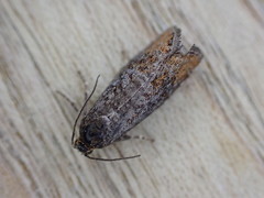 Blastesthia posticana