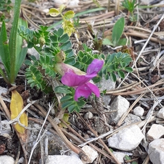 Vicia pyrenaica