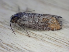 Blastesthia posticana