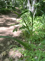 Bromus ramosus