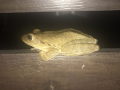 Polypedates megacephalus