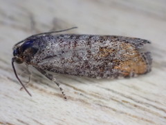 Blastesthia posticana