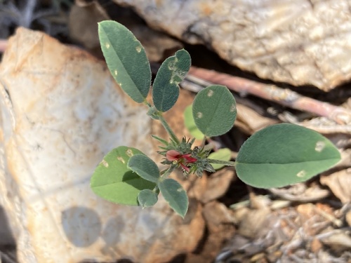 Indigofera rhytidocarpa image