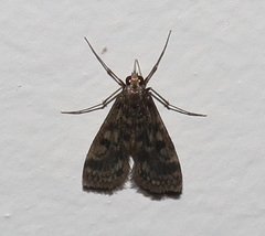 Araeomorpha diplopa