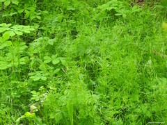 Galium aparine