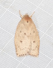 Garrha carnea