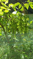 Acer negundo negundo