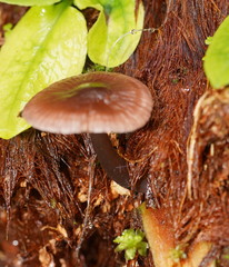 Mycena vinacea