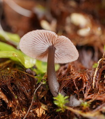 Mycena vinacea