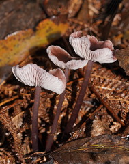 Mycena vinacea