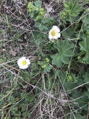 Anemonastrum protractum