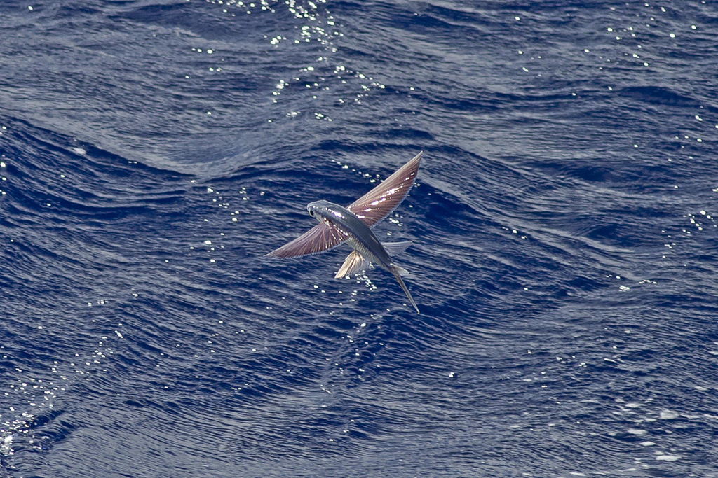 Margined Flyingfish