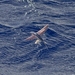 Margined Flyingfish - Photo (c) Steve Murray, some rights reserved (CC BY-NC), uploaded by Steve Murray