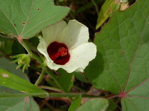 Hibiscus sineaculeatus