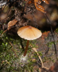 Entoloma aromaticum