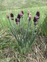 Allium atrosanguineum