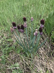 Allium atrosanguineum