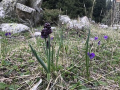 Allium atrosanguineum