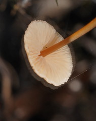 Entoloma aromaticum