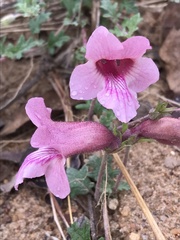 Dicerocaryum senecioides