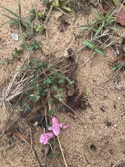 Dicerocaryum senecioides