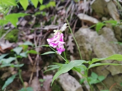 Lathyrus vernus