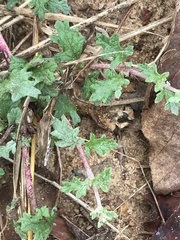 Dicerocaryum senecioides