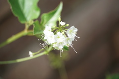 Commicarpus scandens