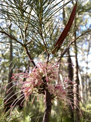 Hakea bakeriana