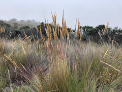 Calamagrostis recta