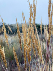 Calamagrostis recta