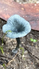 Arrhenia chlorocyanea