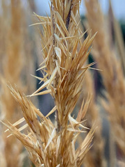 Calamagrostis recta