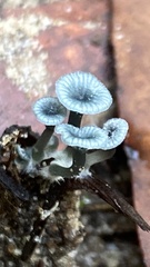 Arrhenia chlorocyanea