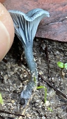 Arrhenia chlorocyanea