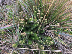 Alchemilla hispidula