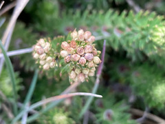 Alchemilla hispidula