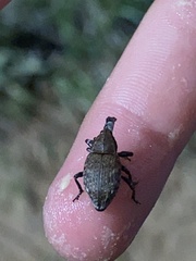 Lepyrus capucinus