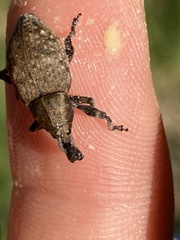 Lepyrus capucinus